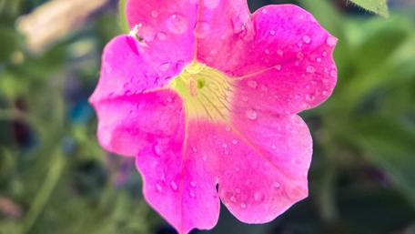 Vibrant Pink Flower with Raindrops wallpaper