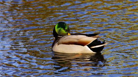 Majestic Mallard Duck on Tranquil Water Surface wallpaper