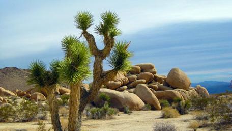 Desert Serenity of Joshua Tree National Park wallpaper