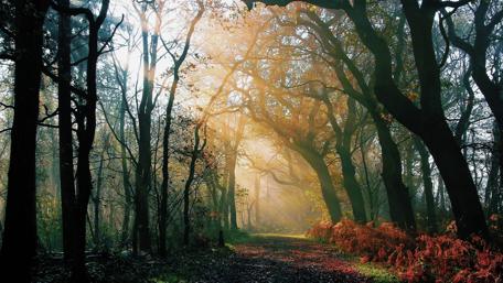 Autumnal Morning Radiance in the Forest wallpaper