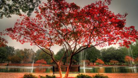 Autumn Serenity by the Fountain wallpaper