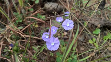 Delicate Purple Wildflowers in Nature Scene wallpaper