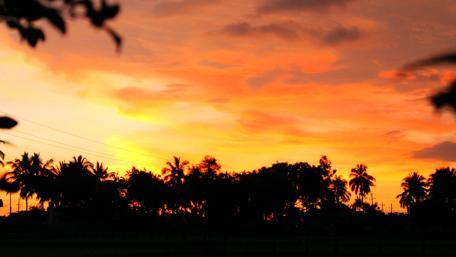 Vibrant Sunset Over Palm Trees and Fields wallpaper