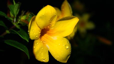 Vibrant Yellow Flower with Raindrops wallpaper
