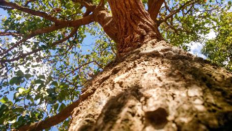 Majestic Tree Against Blue Sky wallpaper