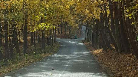 Winding Road Through Autumn Foliage wallpaper