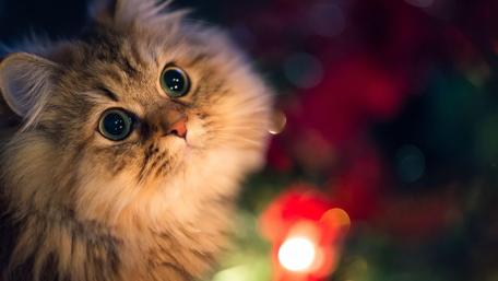Whiskered Wonder in a World of Lights wallpaper