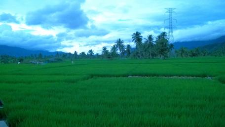 Lush Green Rice Fields Under a Twilight Sky wallpaper
