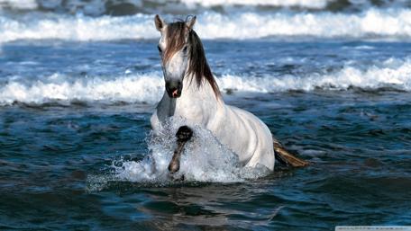 Majestic Horse Playing in the Waves wallpaper