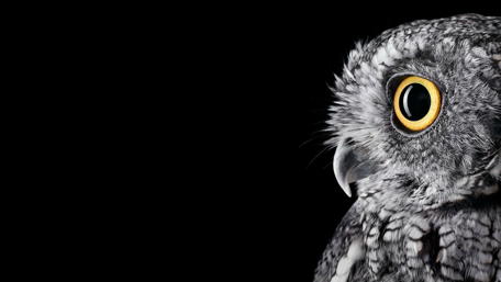 Mystic Gaze of the Night Hunter wallpaper