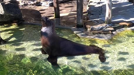 Charming Seal Enjoying Its Habitat in Crystal Clear Water wallpaper
