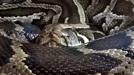 Majestic Snake Coiled in Nature's Embrace wallpaper