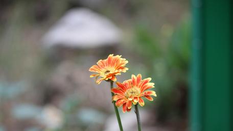 Vibrant Flowers in Nature Showcase wallpaper