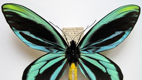 Majestic Queen Alexandra's Butterfly Wallpaper wallpaper