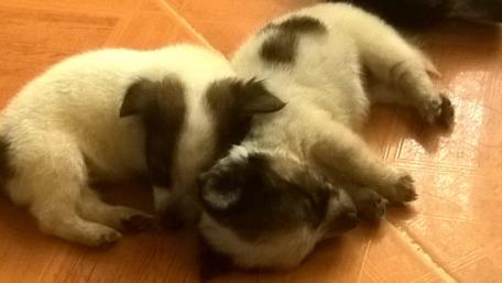 Adorable Puppies Snuggling Together wallpaper
