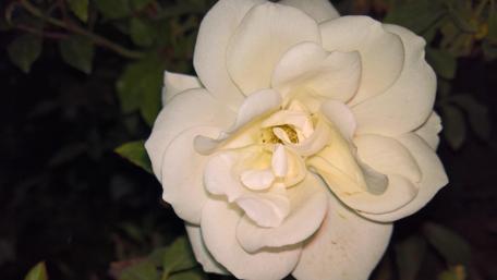 Elegant White Rose with Night Blooming Charm wallpaper