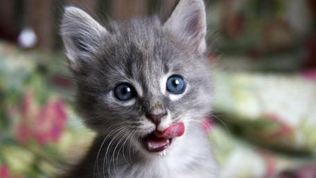 Whiskered Wonder With Big Blue Eyes wallpaper