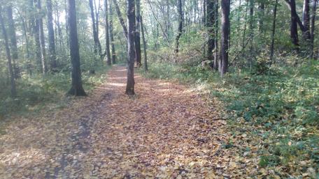 Tranquil Autumn Pathway Through the Woods wallpaper