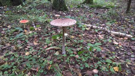 Mushroom Majesty in the Forest Floor wallpaper