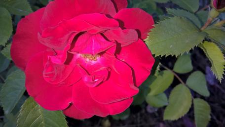 Vibrant Red Rose Close-Up Wallpaper wallpaper