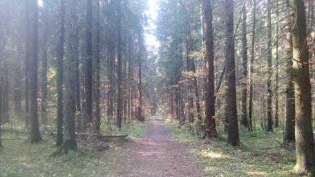 Tranquil Forest Pathway Inviting Serenity and Adventure wallpaper