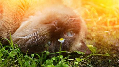 Playful Cat in Sunlit Grass wallpaper