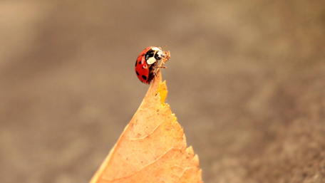 Charming Ladybug on Autumn Leaf Nature Wallpaper wallpaper
