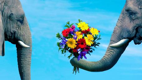 Elephant Romance with Flowers wallpaper