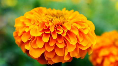 Vibrant Orange Marigold Blooming Brightly in Nature wallpaper