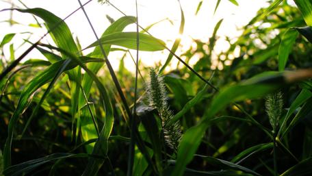 Lush Greenery at Sunset Moment wallpaper
