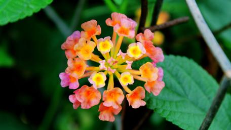 Blooming Beauty in Vibrant Colors wallpaper