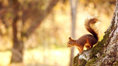 Cute squirrel wallpaper