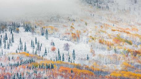 Winter Wonderland in Colorful Forests wallpaper