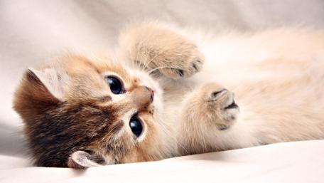 Adorable Kitten at Rest wallpaper