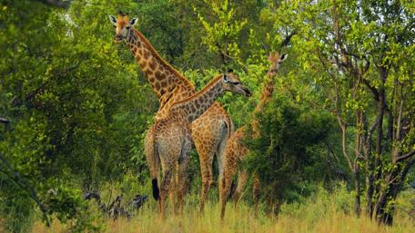 Majestic Giraffes in Their Natural Habitat wallpaper