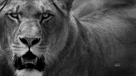 Lion's Intense Gaze into the Wild wallpaper
