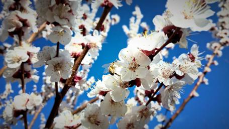 Blossoming Spring Flowers in 4K Quality wallpaper