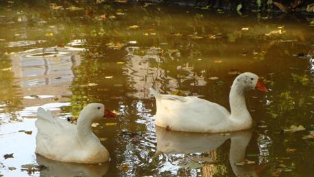 Serene Ducks Swimming in Tranquil Water wallpaper