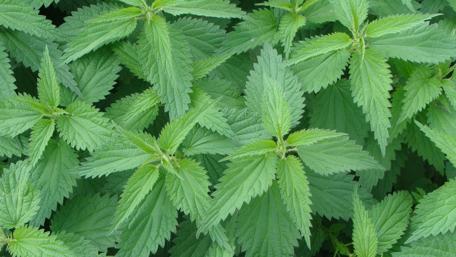 Vibrant Green Nettle Foliage Wallpaper wallpaper