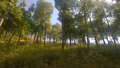Whispers of the Pine Forest wallpaper