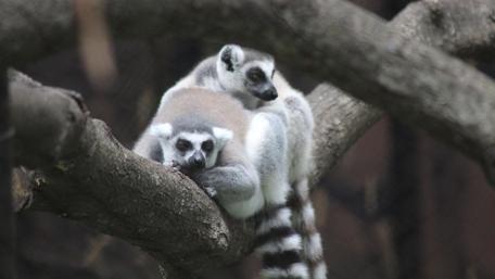 Playful Lemurs in Their Natural Habitat wallpaper
