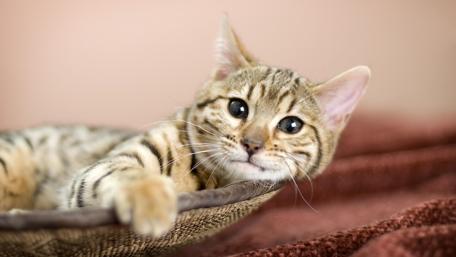 Cute Cat Relaxing in a Basket wallpaper