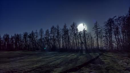 Moonlit Forest Tranquility wallpaper