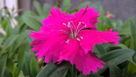 Vibrant Pink Flower Blossom Wallpaper wallpaper