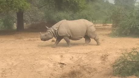 Majestic Rhino in Wild Habitat wallpaper