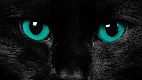 Mystical Gaze of a Black Cat wallpaper