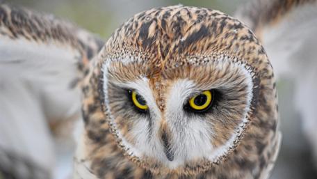 Majestic Owl in Flight wallpaper