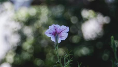 Delicate Petals in Soft Focus wallpaper