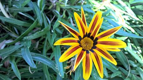 Vibrant Yellow Flower in Nature's Embrace wallpaper