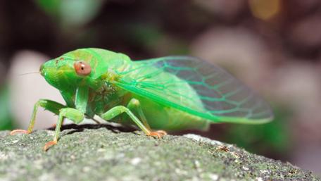Vibrant Green Cicada Among Nature's Beauty wallpaper